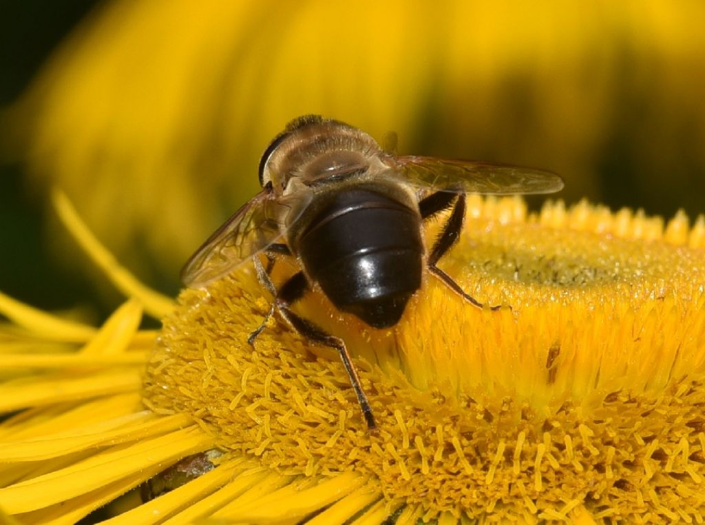 Eristalis tenax, femmina (Syrphidae)